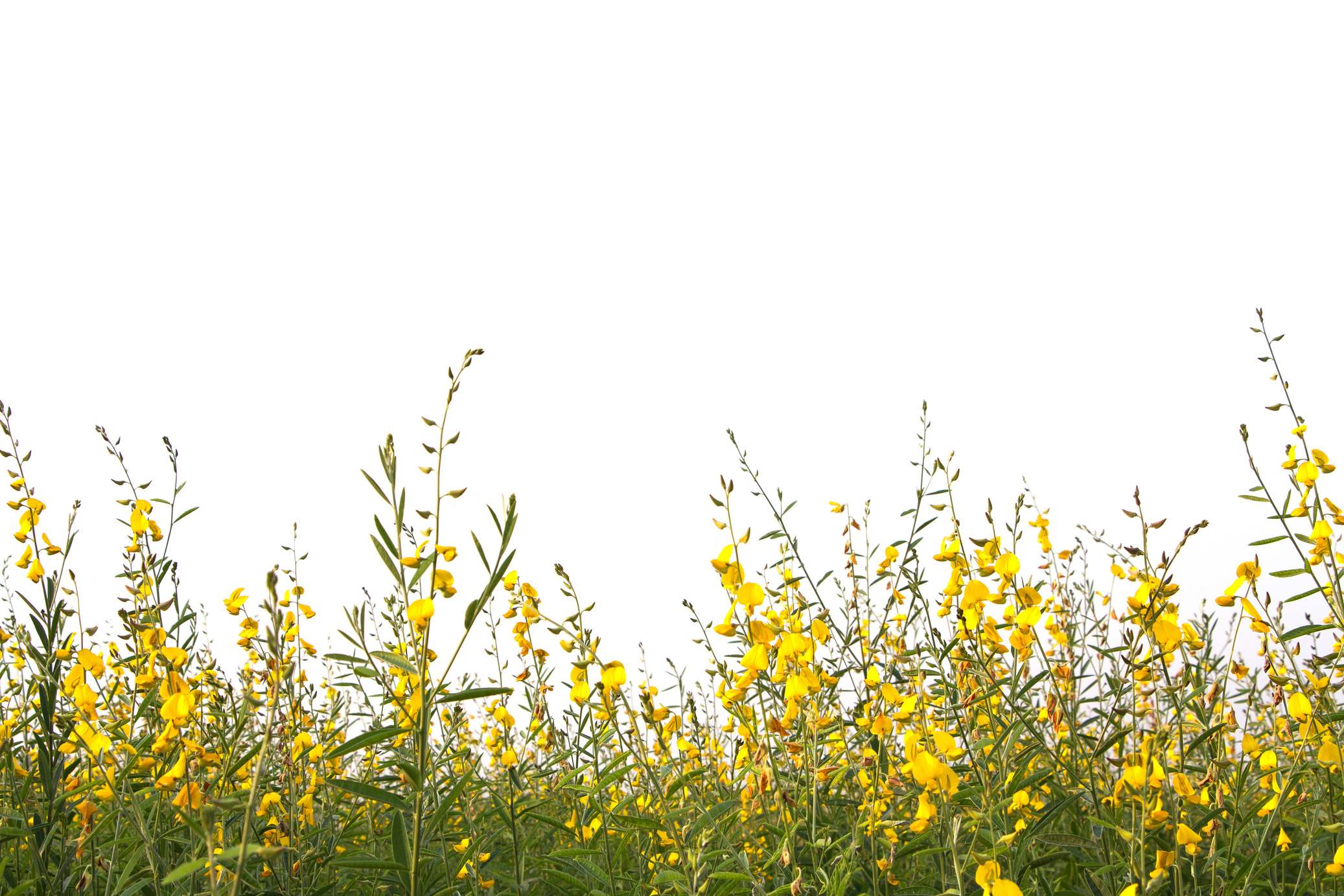 Sun hemp flower or call Indian hemp, Madras hemp